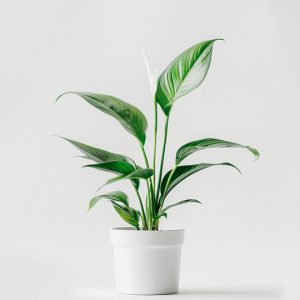 Home Silver Mist