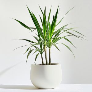 Home Desert Bloom
